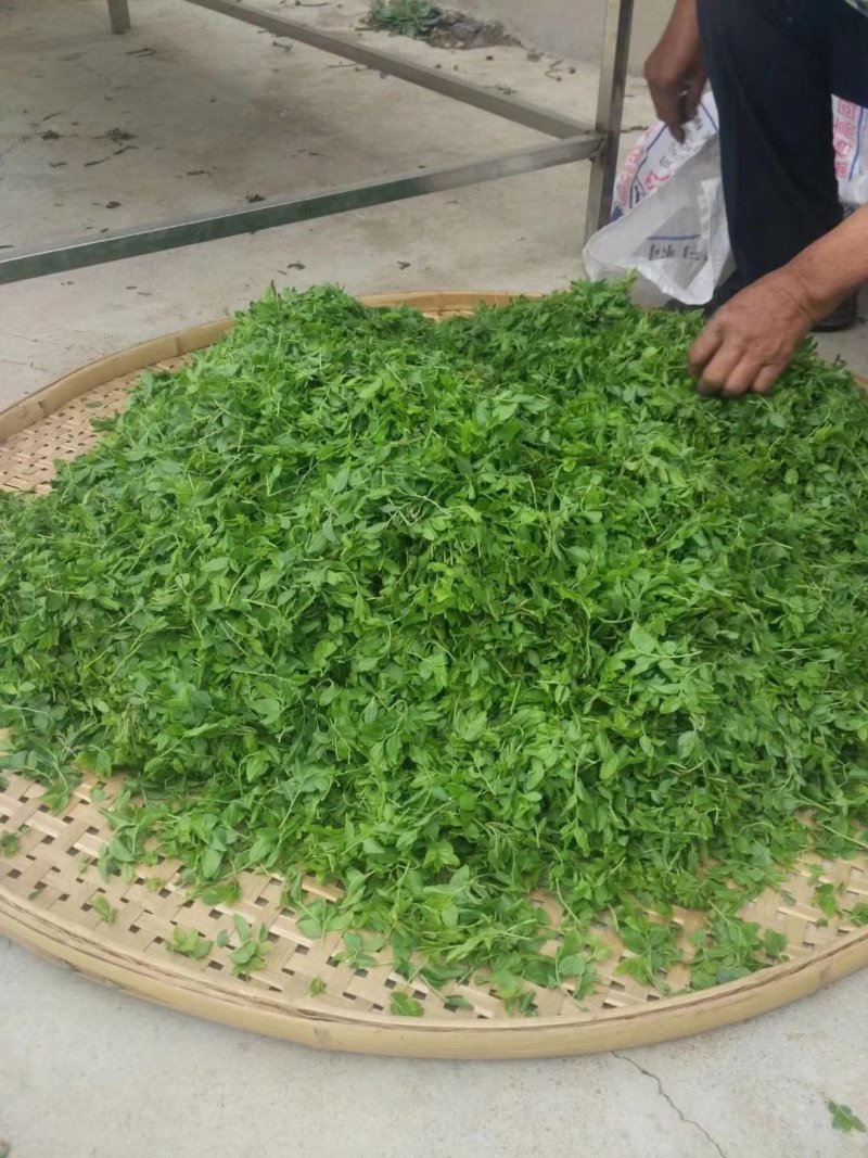 野生酸枣芽手工茶