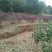 茶花树，茶花1到3米蓬经均有货源，九江货源基地