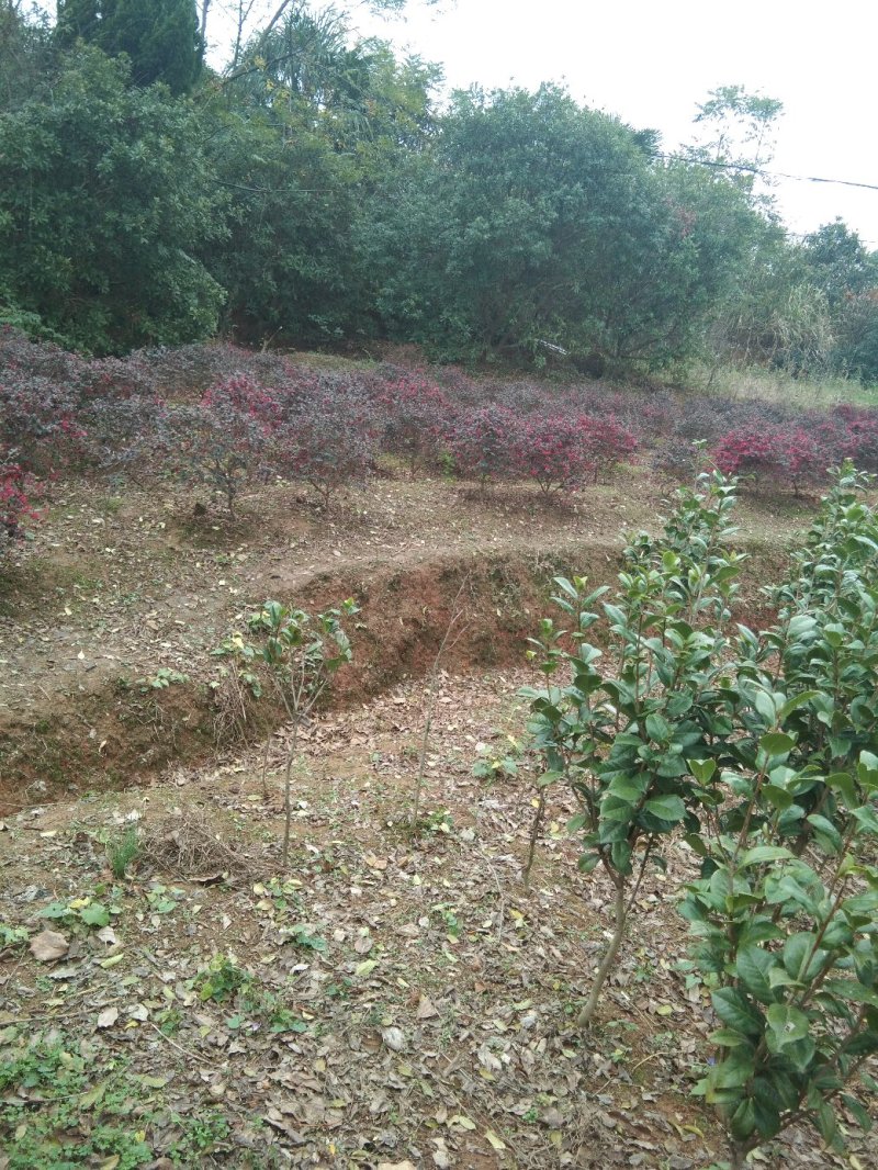 茶花树，茶花1到3米蓬经均有货源，九江货源基地