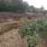 茶花树，茶花1到3米蓬经均有货源，九江货源基地