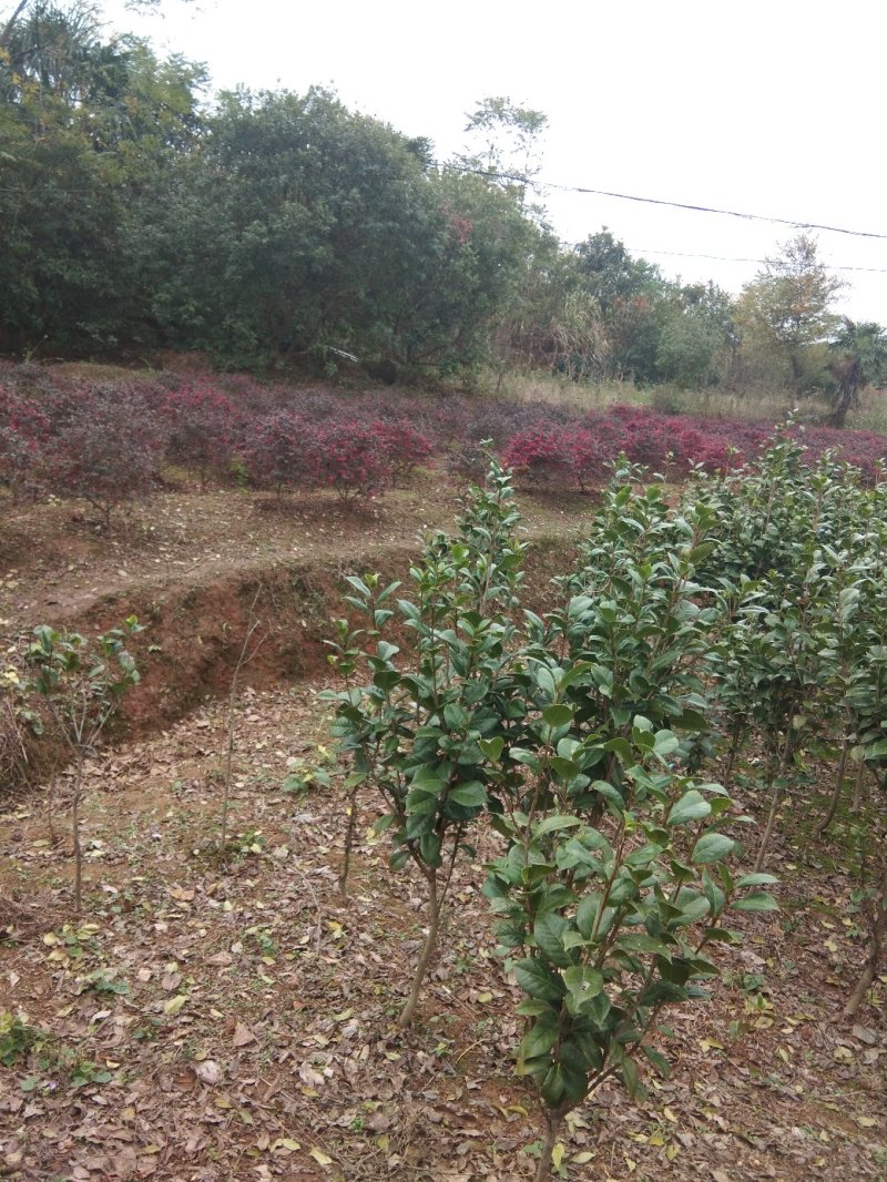 茶花树，茶花1到3米蓬经均有货源，九江货源基地