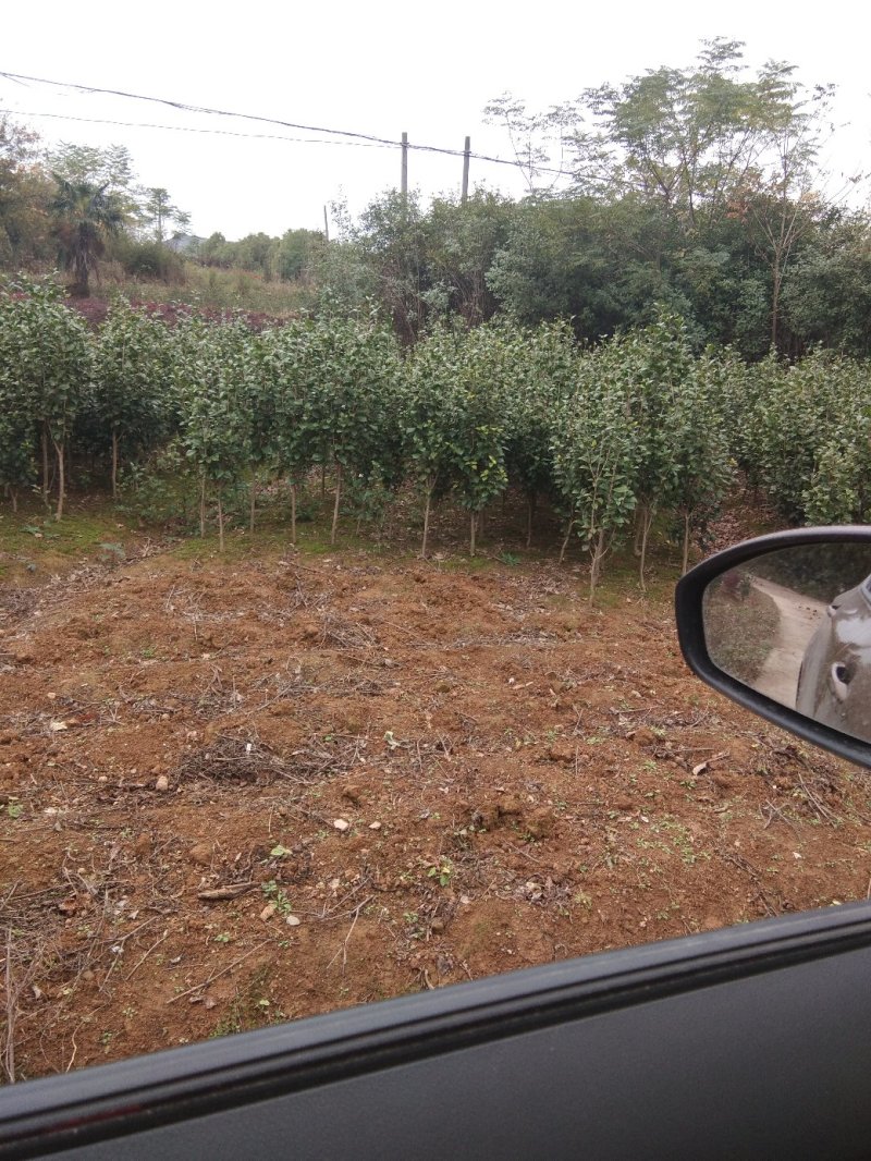 茶花树，茶花1到3米蓬经均有货源，九江货源基地