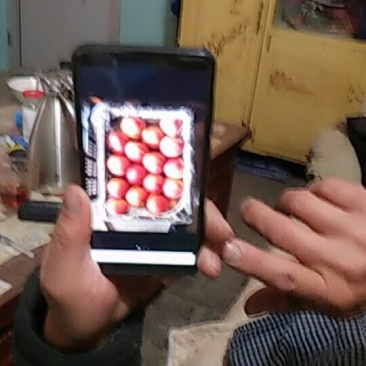 红富士苹
