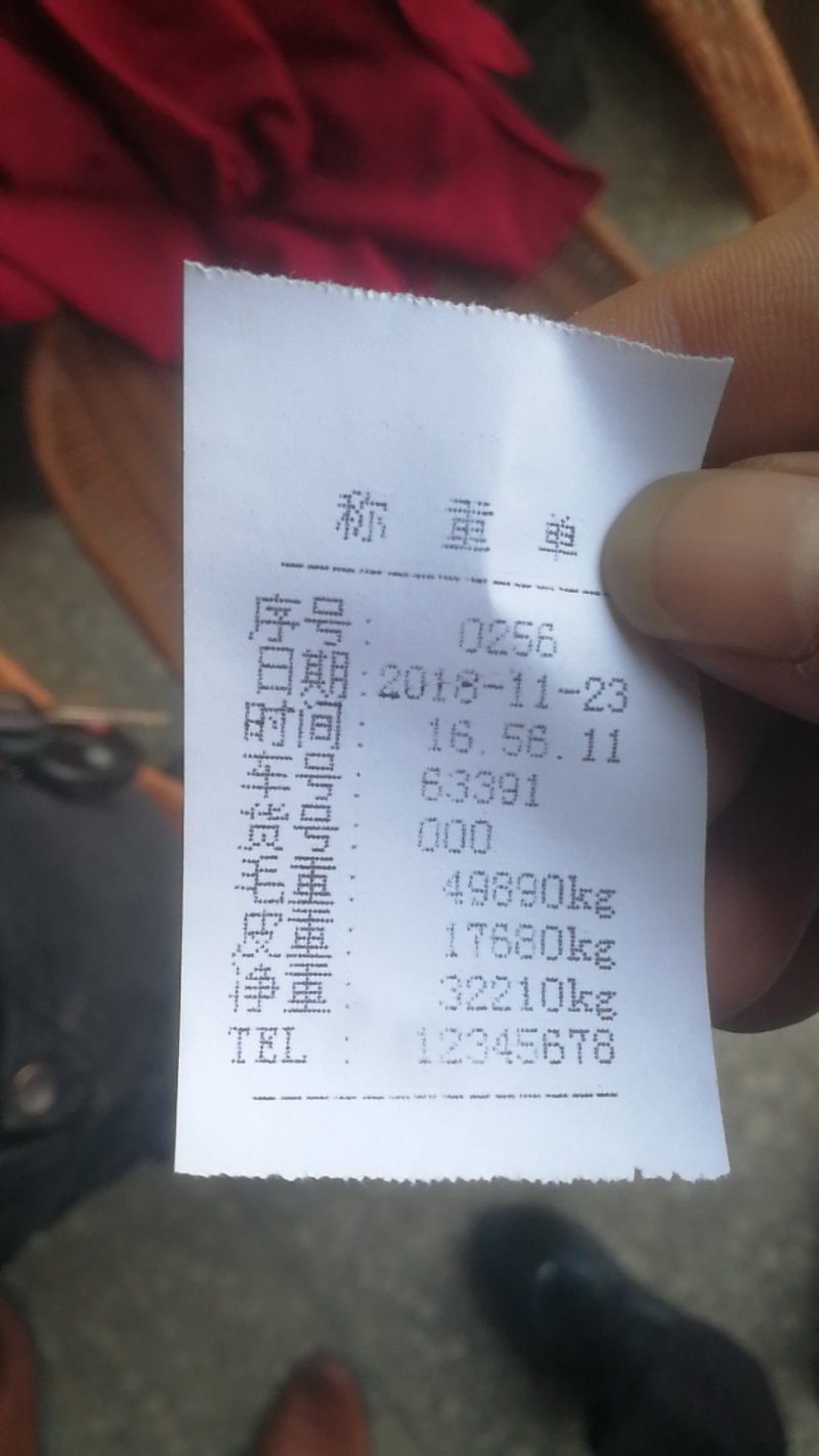 桐籽桐子桐子果产地直发总量900吨左右