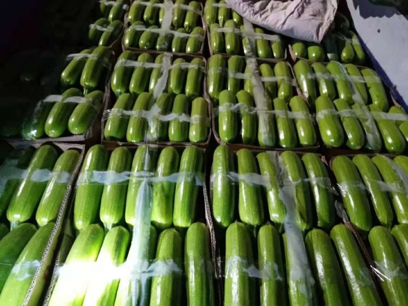 【西葫芦】绿皮西葫芦，大量上市产地直销可视频看货