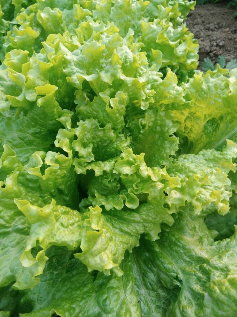 生菜
