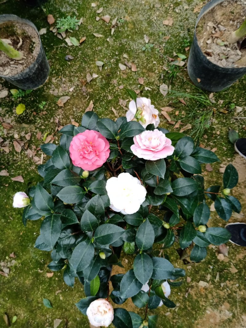 地栽精品五色赤单茶花