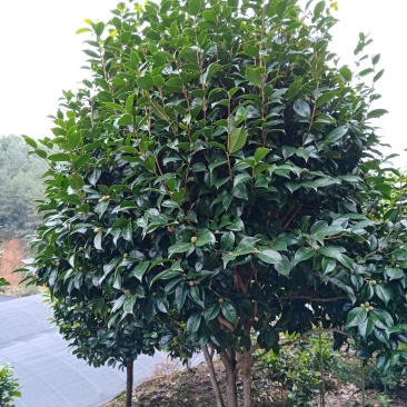 地栽精品五色赤单茶花