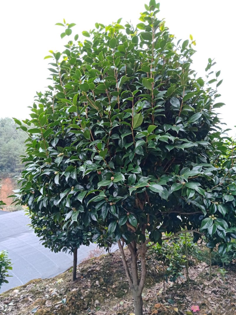 地栽精品五色赤单茶花