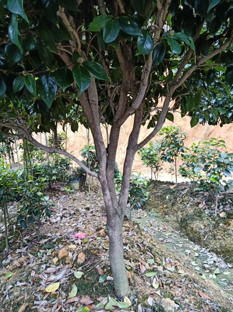 地栽精品五色赤单茶花