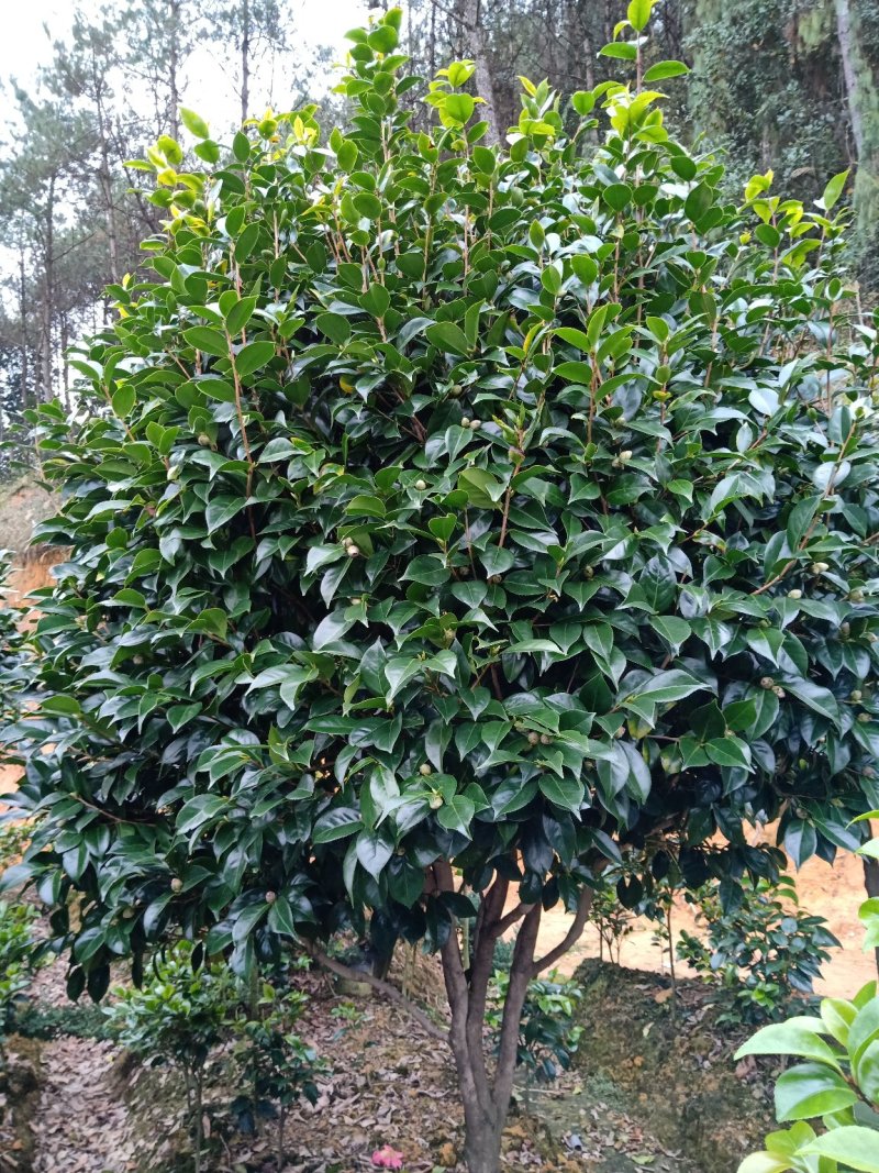 地栽精品五色赤单茶花