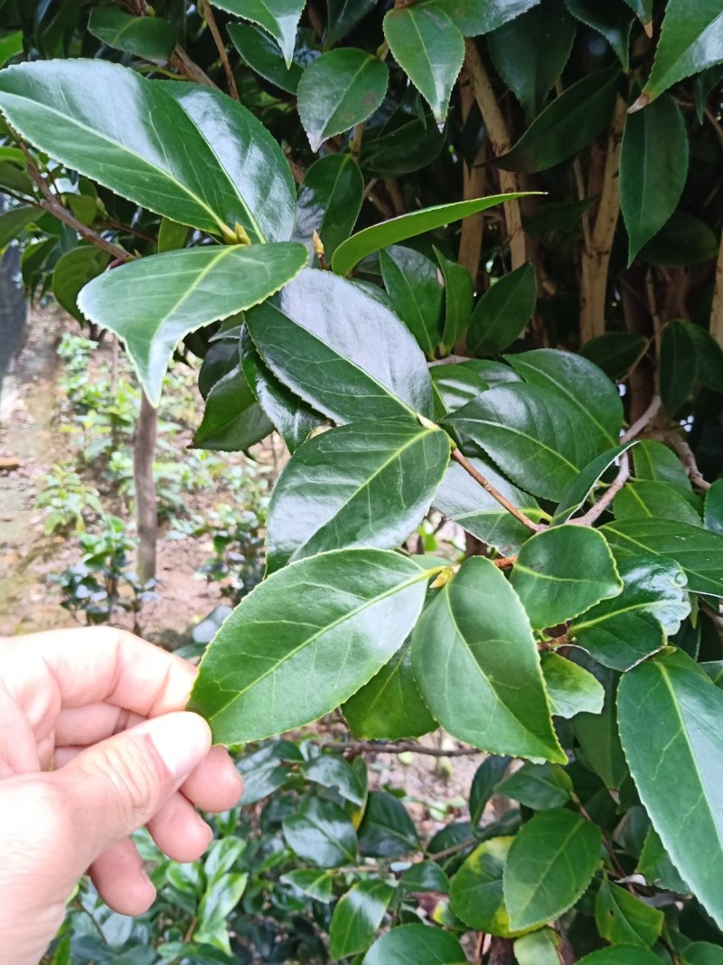 地栽精品五色赤单茶花