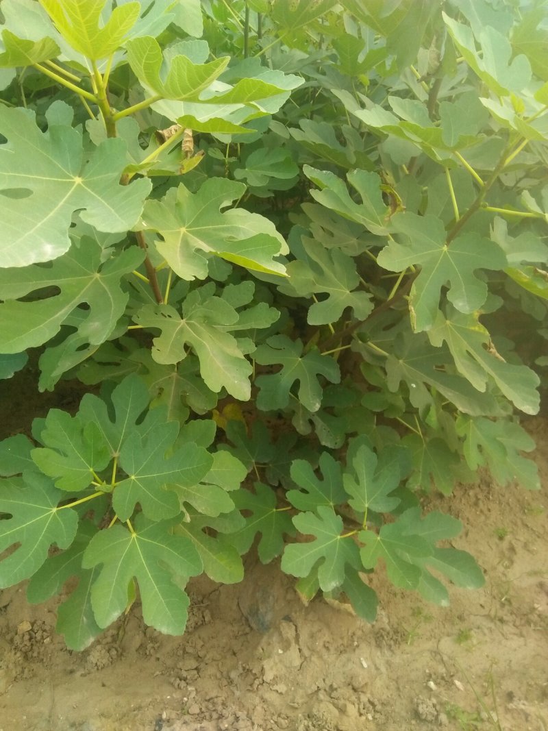 无花果树