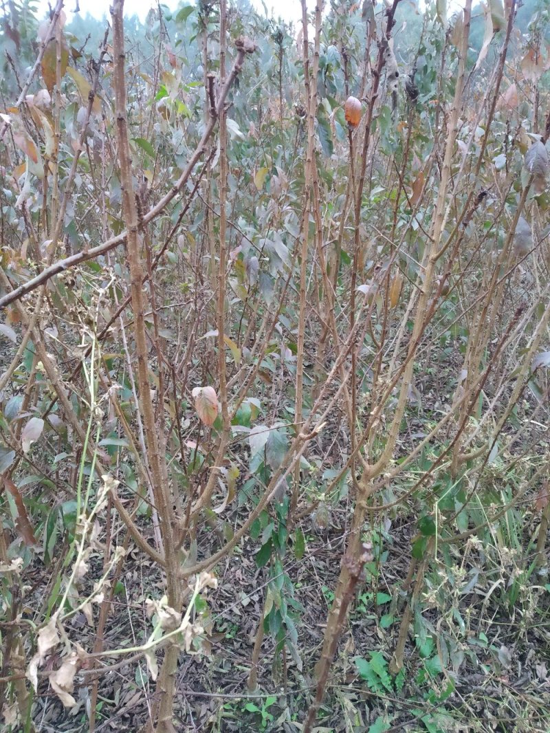 蜂糖李子苗1年2年3年苗提供技术支持