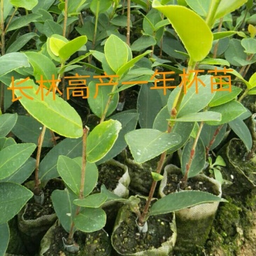 一年四季可以栽，高产嫁接油茶苗一年生
