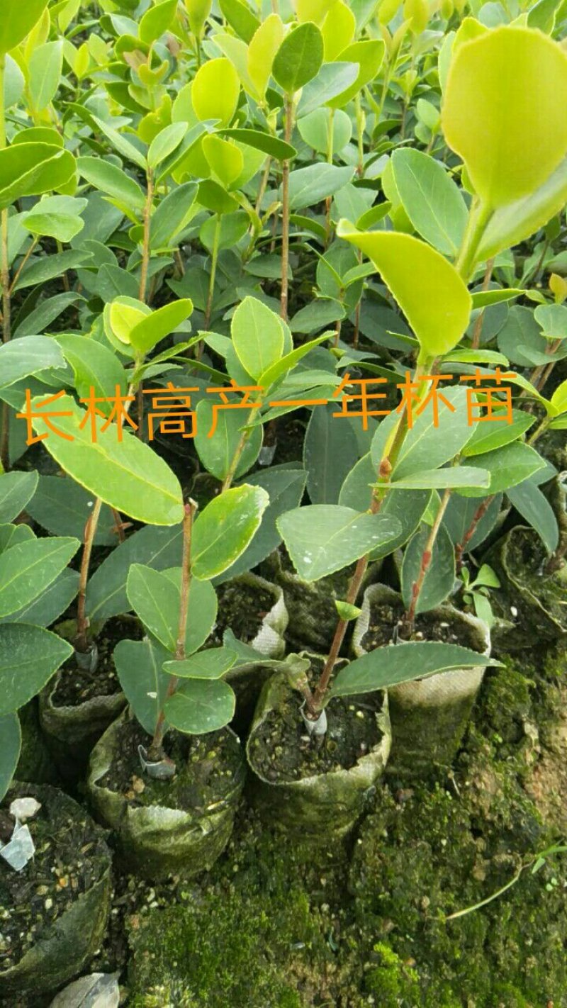 一年四季可以栽，高产嫁接油茶苗一年生