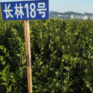 长林高产嫁接油茶苗