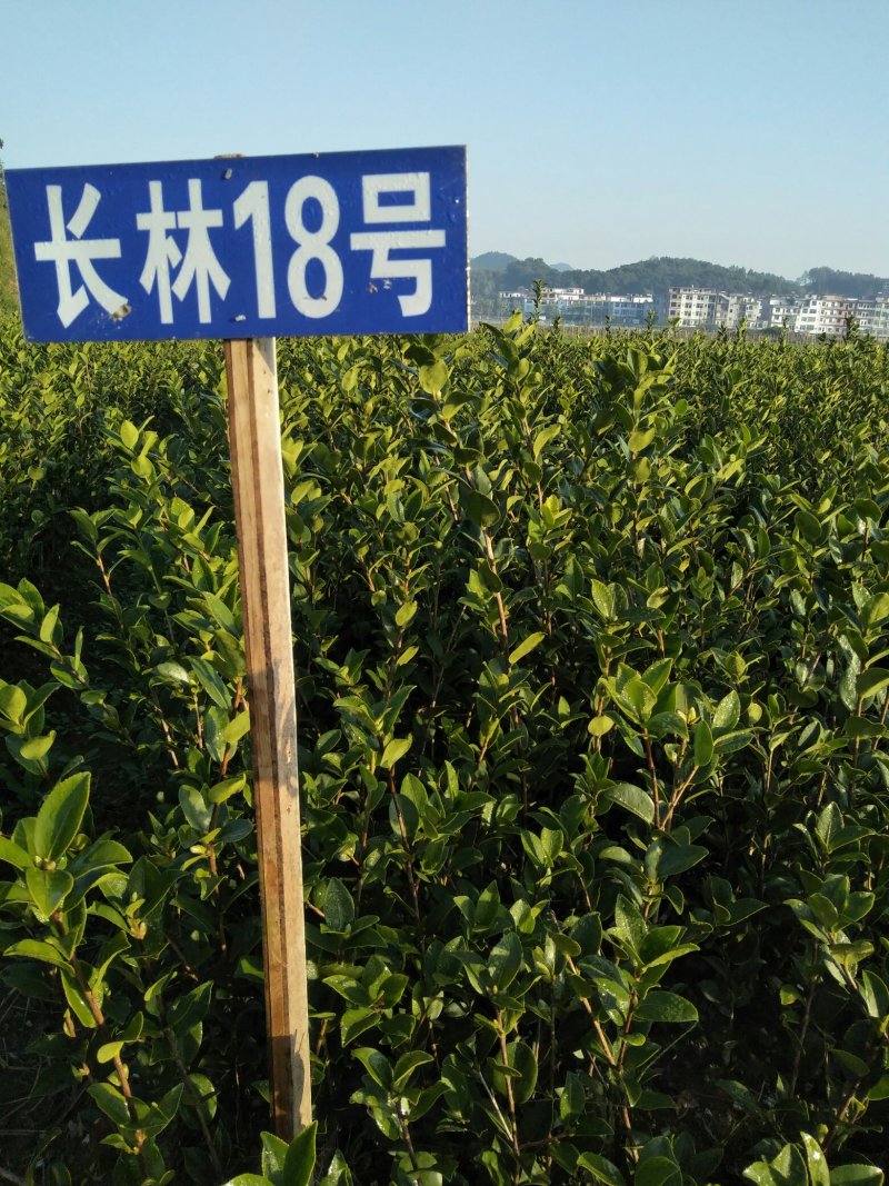 长林高产嫁接油茶苗