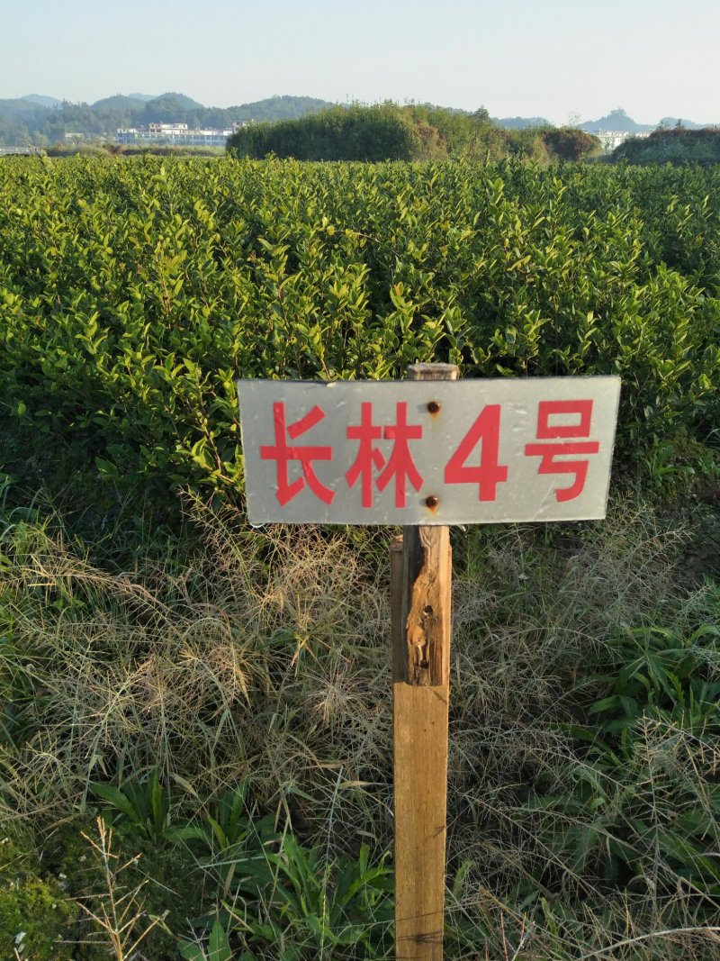 长林高产嫁接油茶苗
