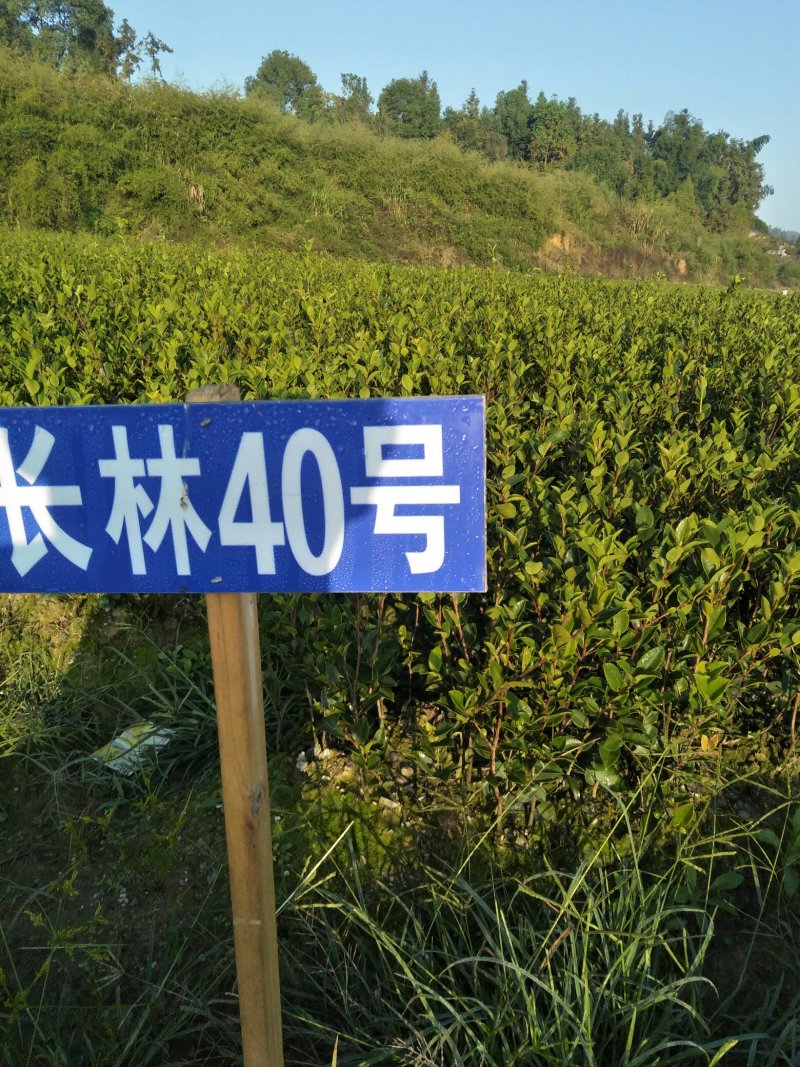 长林高产嫁接油茶苗