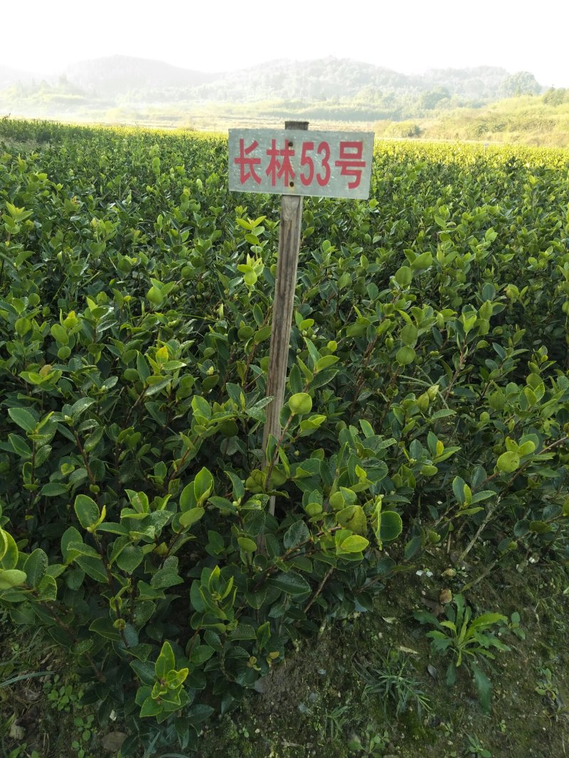 长林高产嫁接油茶苗