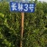 长林高产嫁接油茶苗