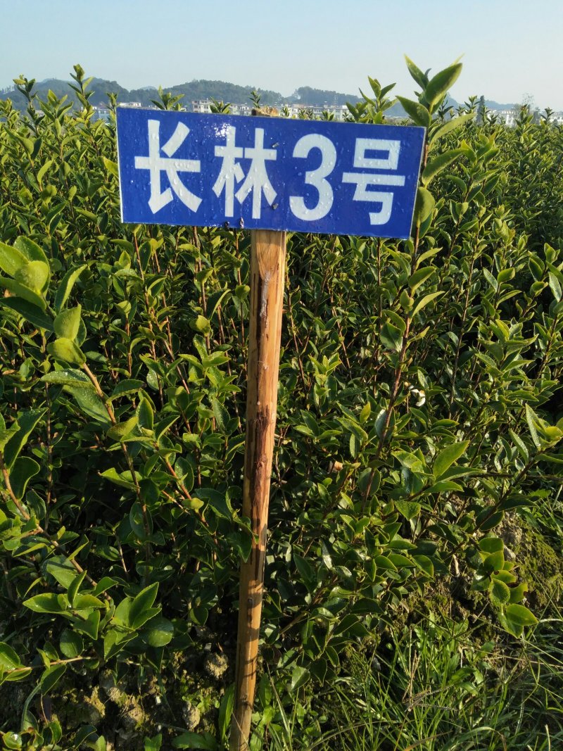 长林高产嫁接油茶苗