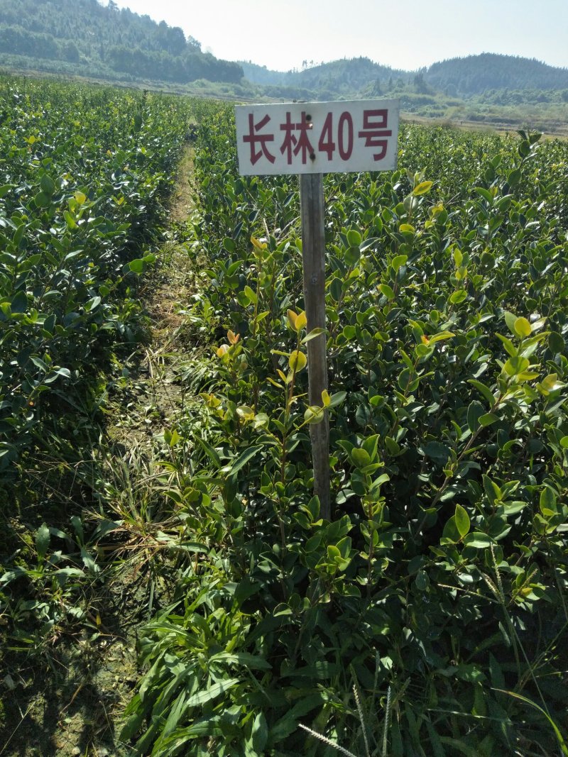 长林高产嫁接油茶苗