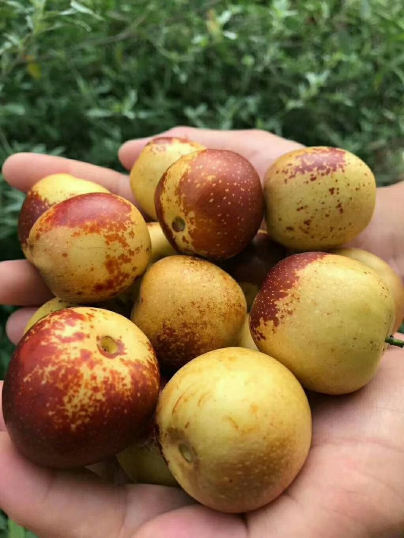 嫁接沾化冬枣树苗80cm以上规格全质量优