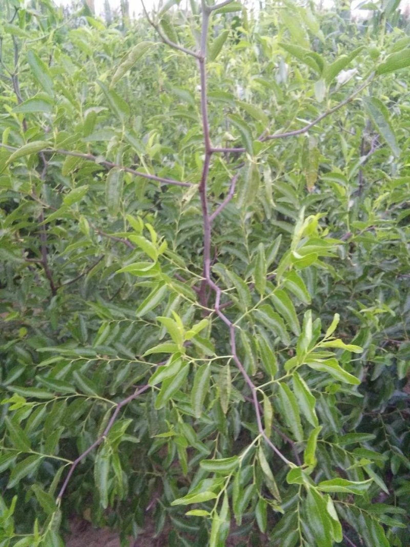 嫁接沾化冬枣树苗80cm以上规格全质量优