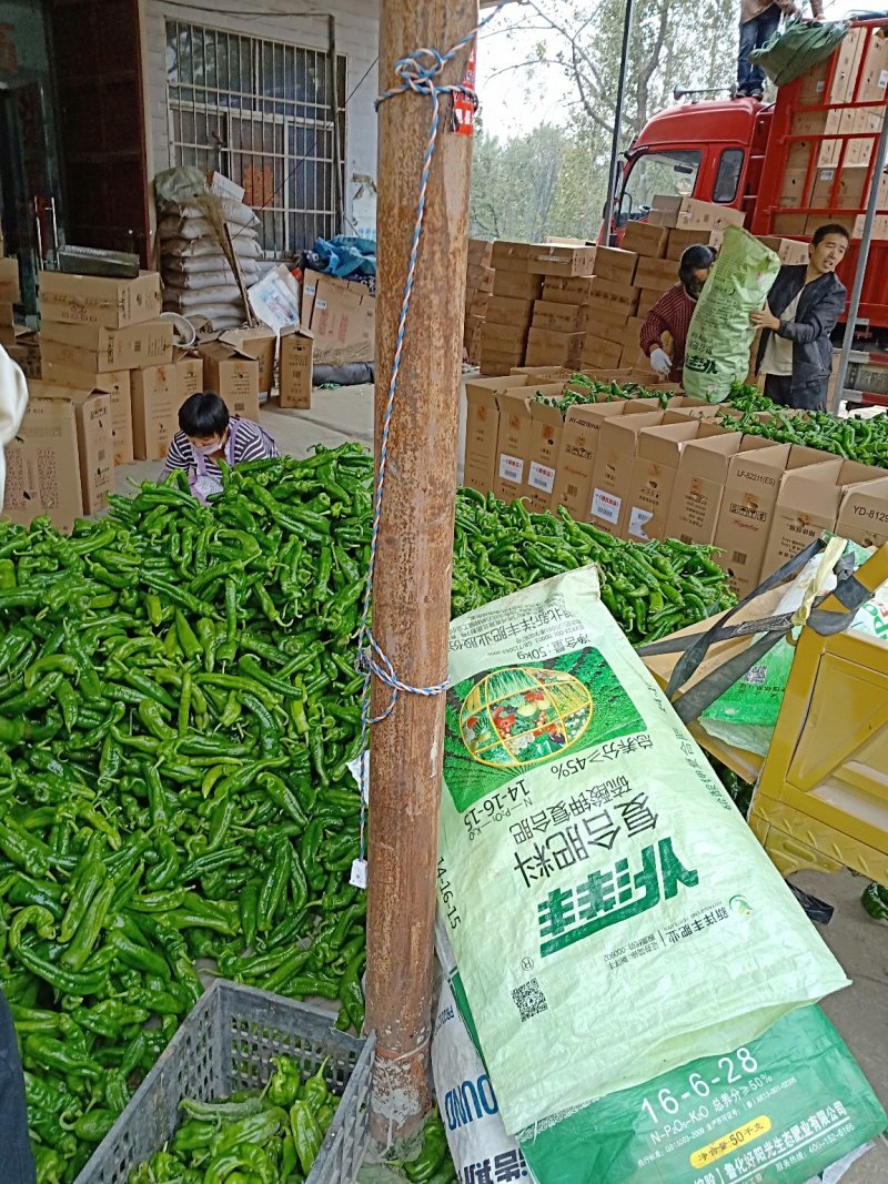 [好货]夏邑辣椒之乡辣椒批发青椒大量上市，欢迎选购