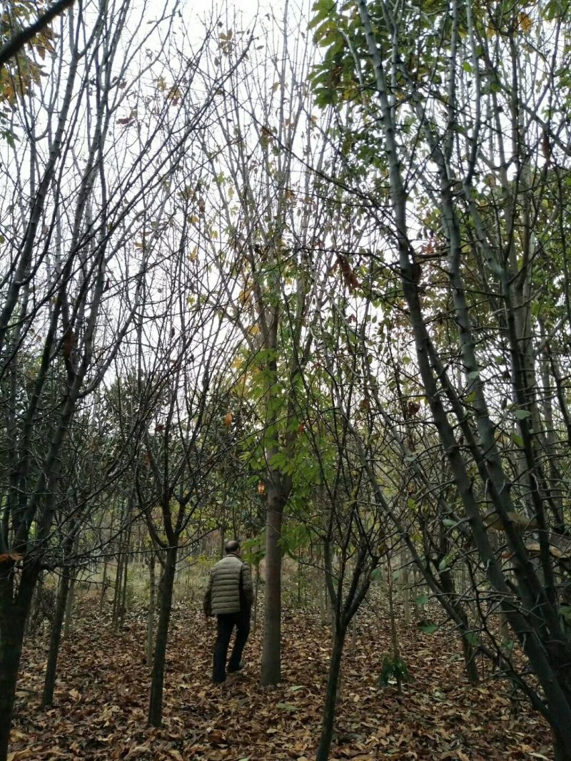 长期供应七叶树，精品苗，工程苗