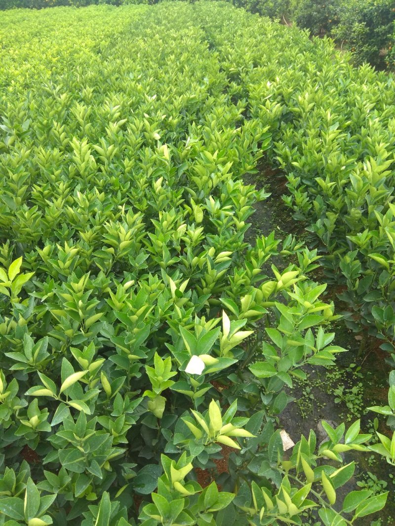 夏橙地苗，包正宗假一赔十，杯苗提供免费种植技术