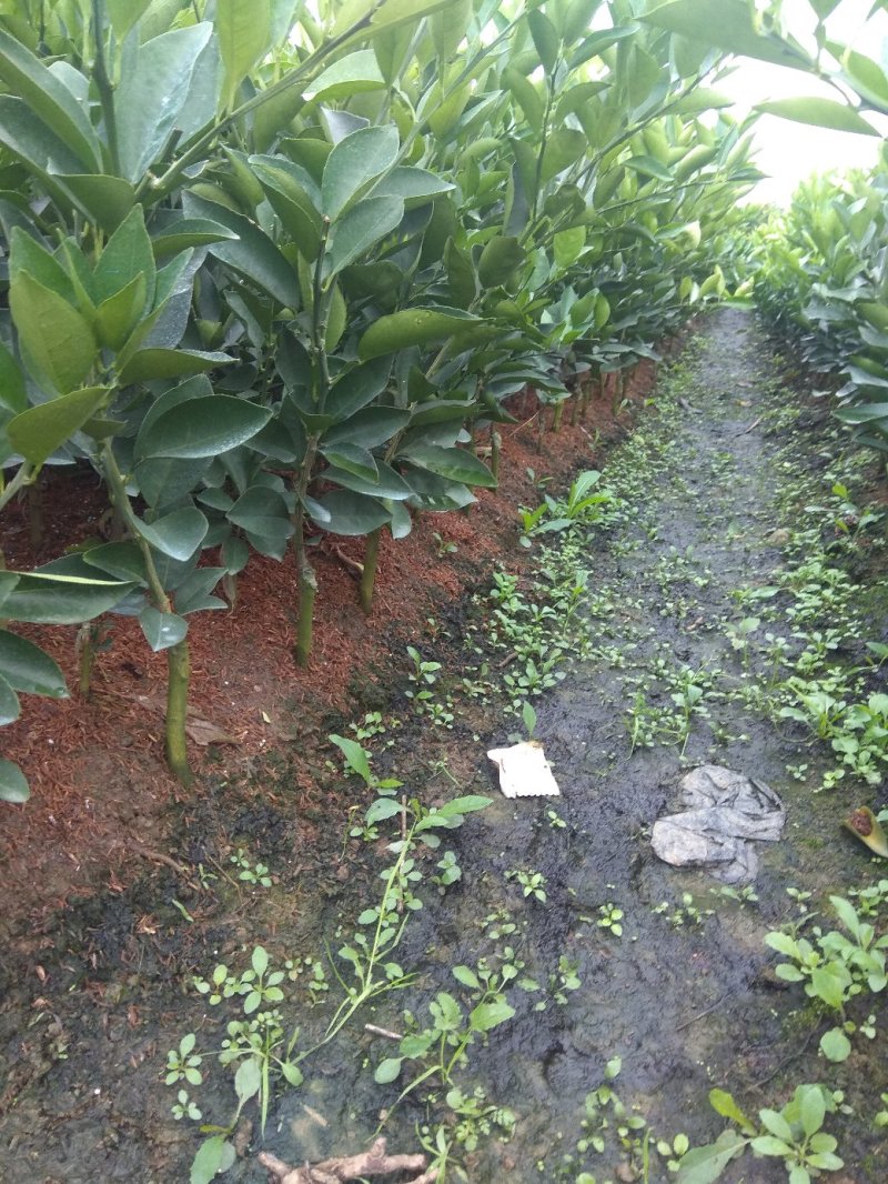 夏橙地苗，包正宗假一赔十，杯苗提供免费种植技术