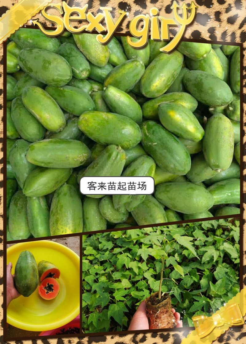 南方水果水果红肉木瓜苗抗性强