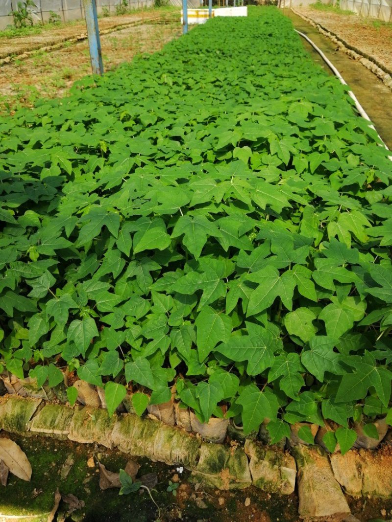 南方水果水果红肉木瓜苗抗性强