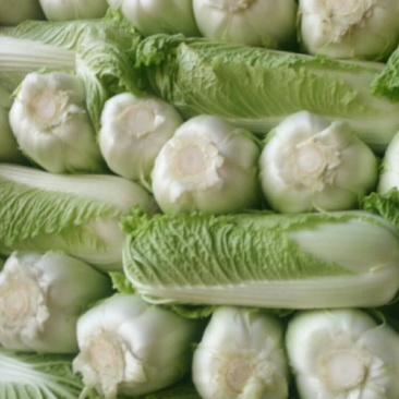 山东大白菜大量供应按要求加工包装