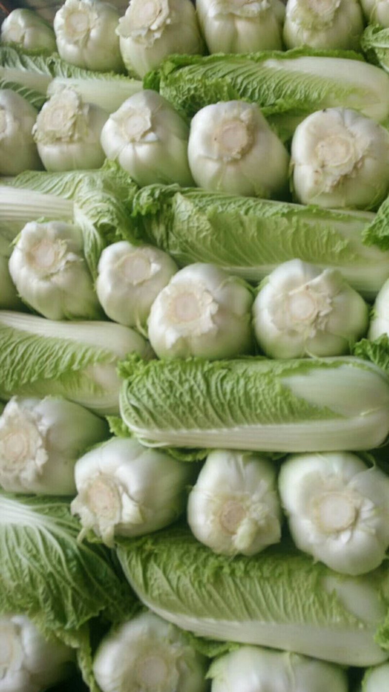 山东大白菜大量供应按要求加工包装