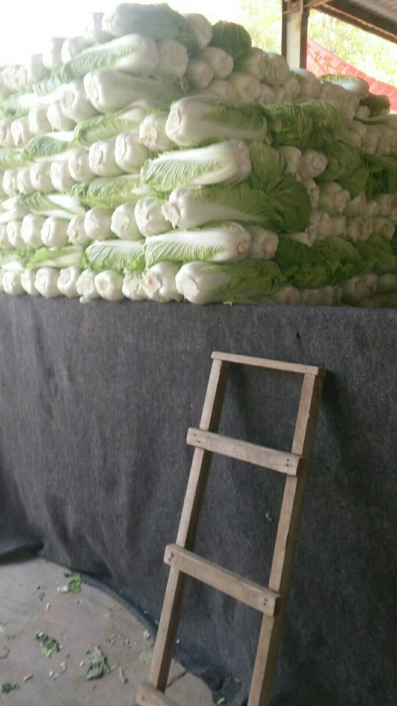 山东大白菜大量供应按要求加工包装