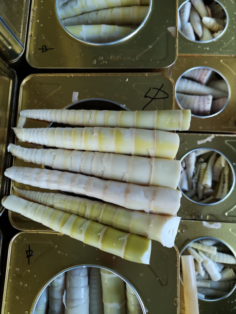小竹笋
