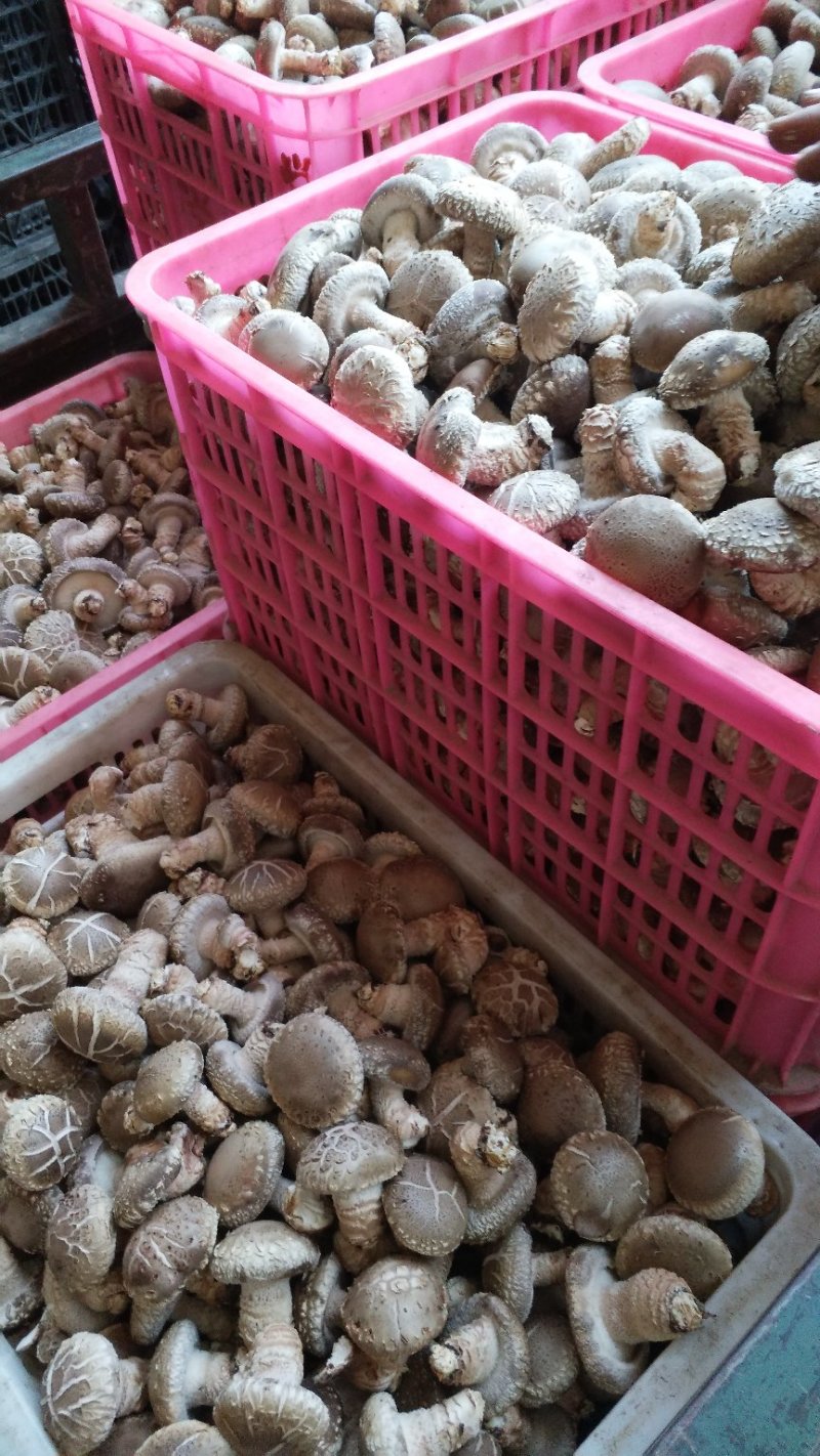 小花菇