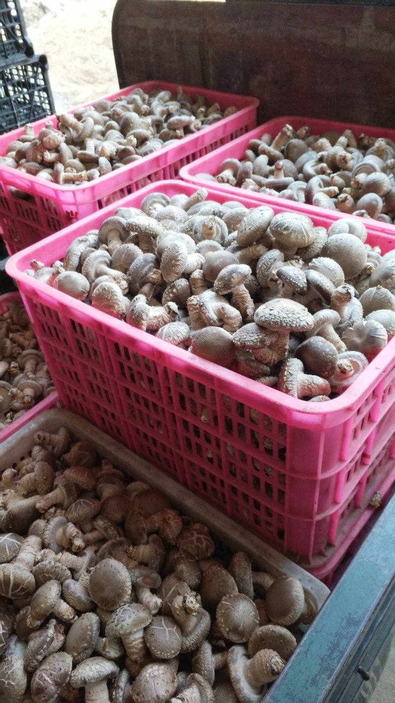 小花菇