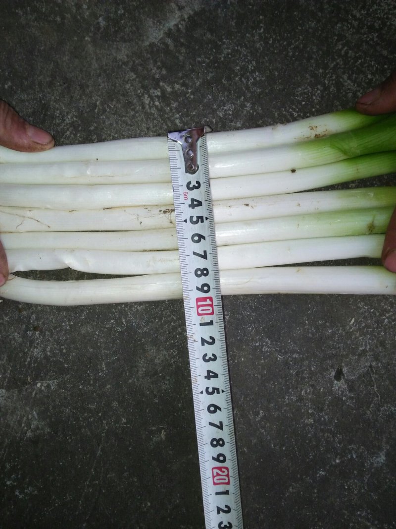 优质大葱价格美丽