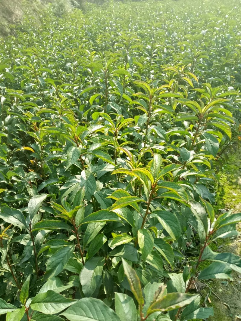 蜂糖李苗，自产直销、物美价廉，可视频看货定苗