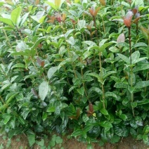 【优选】桂花苗桂花金桂苗八月桂苗20-100cm