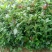 【优选】桂花苗桂花金桂苗八月桂苗20-100cm