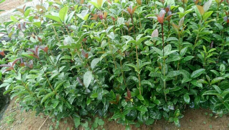 【优选】桂花苗桂花金桂苗八月桂苗20-100cm