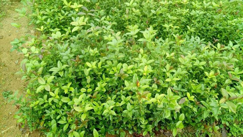 【优选】桂花苗桂花金桂苗八月桂苗20-100cm