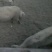 土猪肉