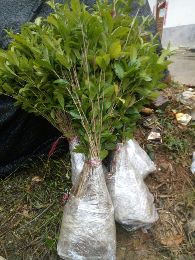 【优选】桂花苗桂花金桂苗八月桂苗20-100cm
